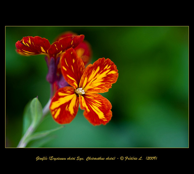 راهنمای نگهداری و پرورش گل و گیاهان زینتی - شب بوی خیری
